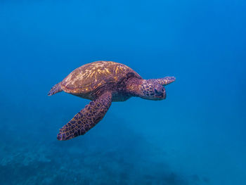 View of turtle swimming in sea