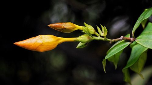 Close-up of yellow buds on plant