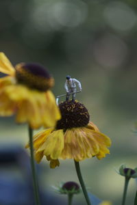 Close-up of insect on yellow flower