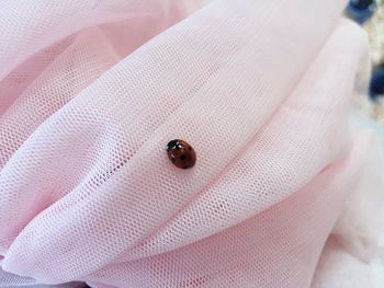 Close-up of ladybug on textile
