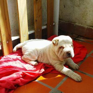 Close-up of dog sleeping on bed