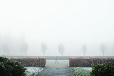 Trees in foggy weather