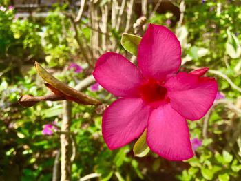 Close-up of pink flower blooming outdoors