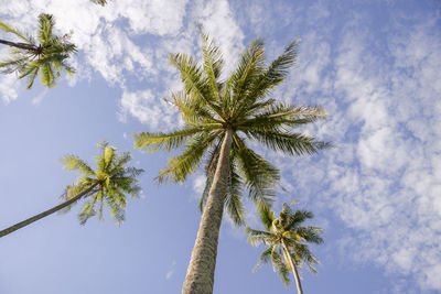 Low angle view of coconut palm tree against sky