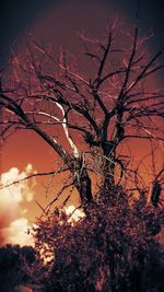 Low angle view of bare tree against sky