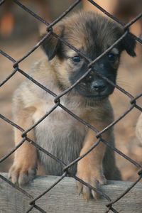 Portrait of dog in cage