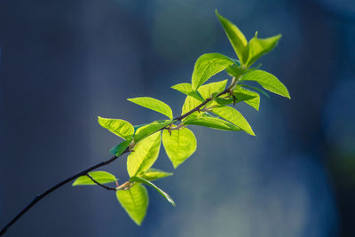 Fresh, green leaves of a bird cherry tree during spring.