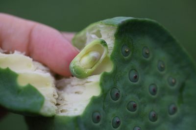 Close-up of hand holding leaf