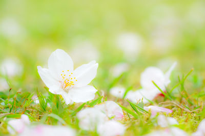 Close-up of fresh white flower