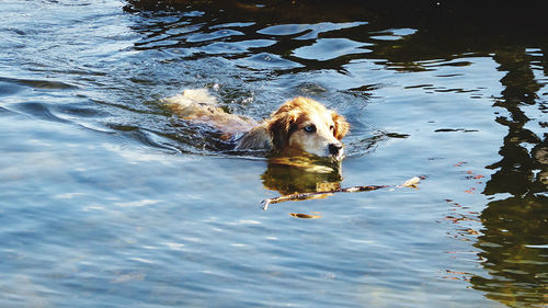 Dog feching  stick in the water