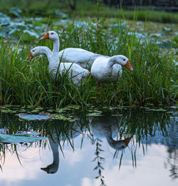 Swan in a lake