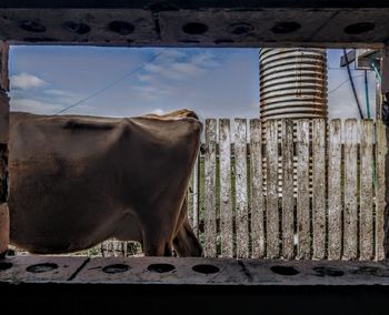 Horse standing in ranch against sky