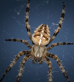 Close-up of spider on web