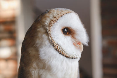 White owl close-up over the wall at home. closeup portrait of wild bird wisdom. education, clever