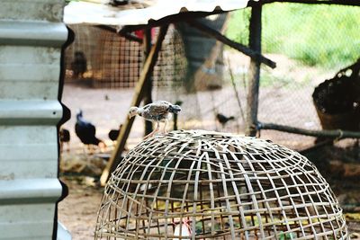 Baby chicken standing on basket at poultry