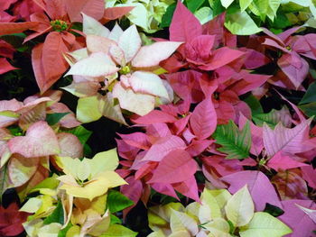 Full frame shot of pink flowering plants