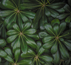 Full frame shot of palm leaves