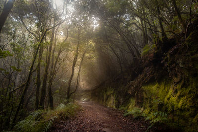 Dirt road amidst trees in forest