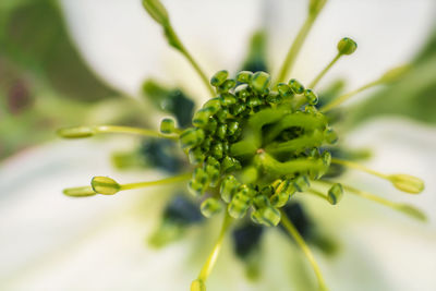 Close-up of white flowering plant