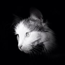 Close-up of cat over black background