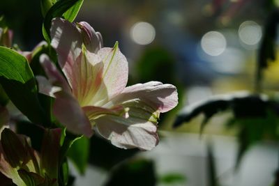 Close-up of pink flowering plant