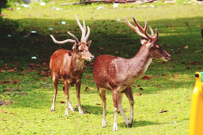 Deer standing in a field