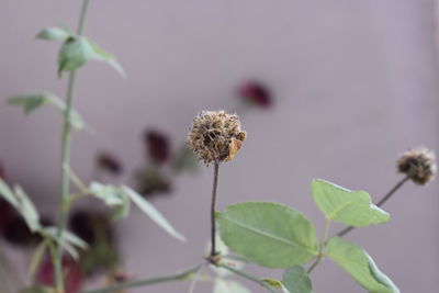 Close-up of wilted plant