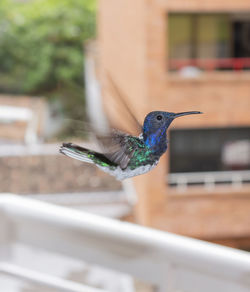 Close-up of bird flying