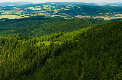 Aerial view of pine trees. view from mountain in central sudetes