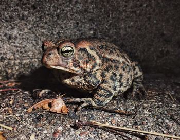 Close-up of frog with twigs and dry leaf