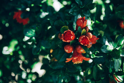 Close-up of red flowering plant