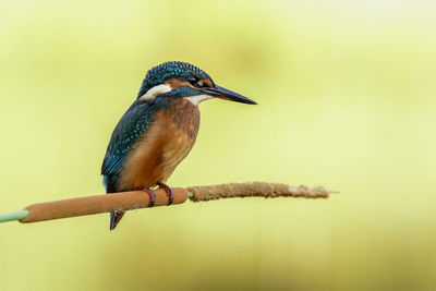 Close-up of kingfisher perching on plant