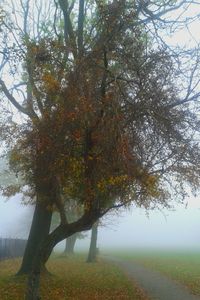 Trees against sky