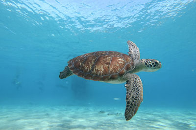 Turtle swimming in sea