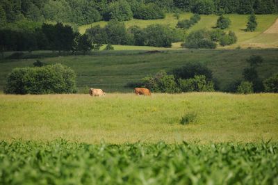 Cows on field against trees