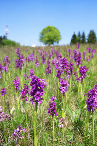 Purple flowers blooming in field