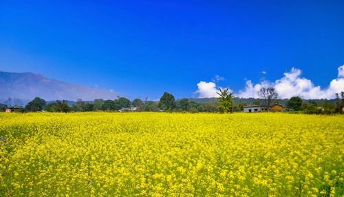 rapeseed