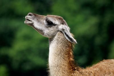 Close-up of llama