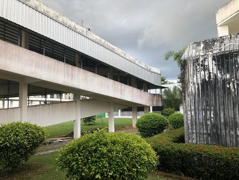 Plants growing by building in city against sky