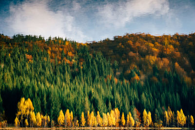 Panoramic view of trees in forest against sky