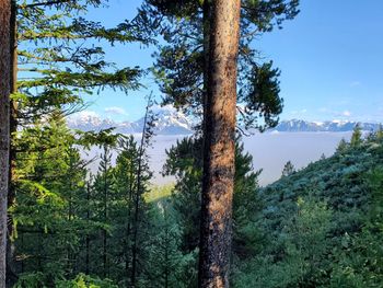 Pine trees in forest against sky