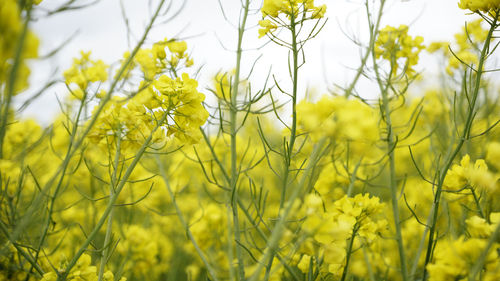 Close-up of yellow flowering plants on field