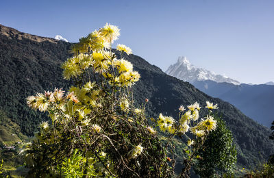 Scenic view of flowering plants against clear sky