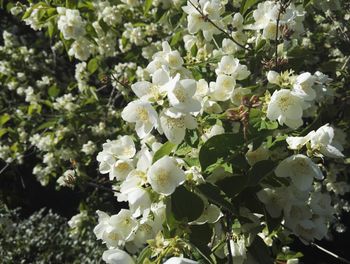 Close-up of white flowers