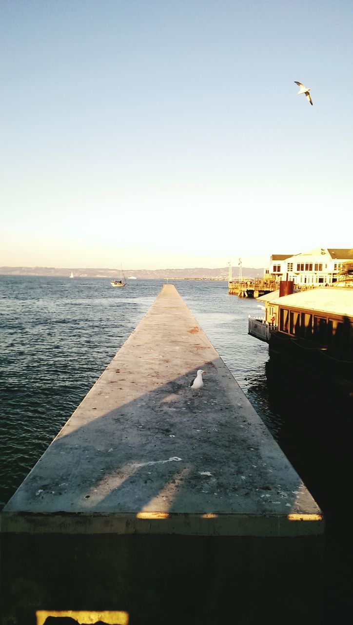 bird, clear sky, sea, flying, animal themes, water, animals in the wild, copy space, wildlife, seagull, built structure, horizon over water, architecture, one animal, building exterior, nature, outdoors, pier, sky, transportation