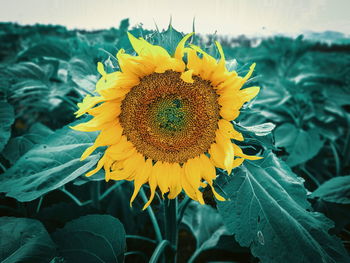 Close-up of sunflower