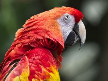 Close-up of parrot