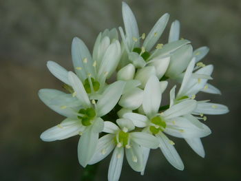 Close-up of white flowering plant