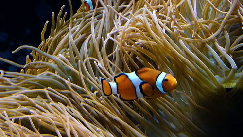 Clownfish swimming by corals in sea
