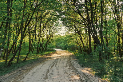 Dirt road amidst trees in forest